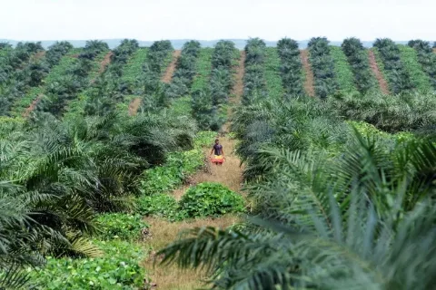 Permentan 05/2019, Hambatan Baru Sektor Perkebunan