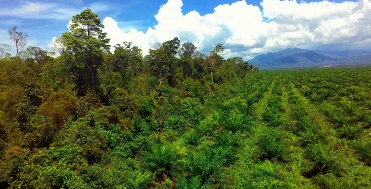 Memoar “Duta Besar” Sawit Indonesia (Bagian CLXXXIV)