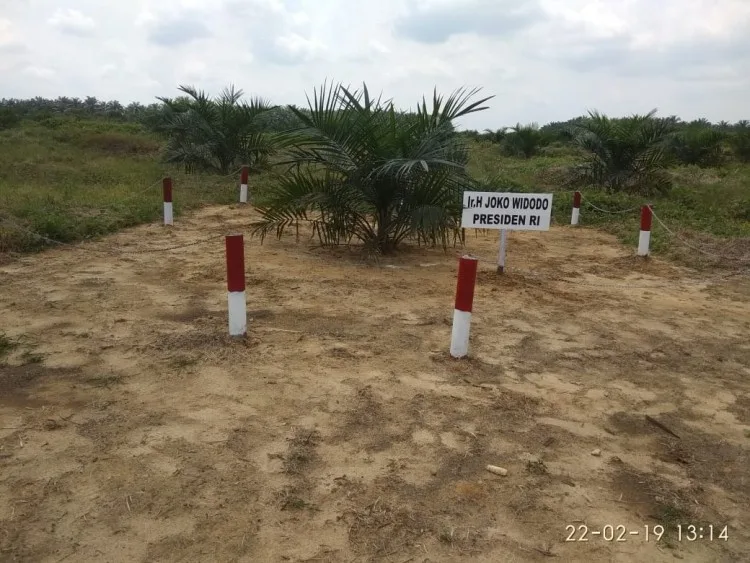 Replanting Masih Lambat, Sistem BPDP Sawit Perlu Dibenahi