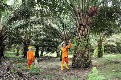 Keterbukaan Informasi HGU Rawan Disalahgunakan