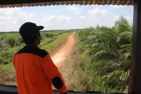 Dinamika Hukum Pembentukkan RUU tentang Perkelapasawitan
