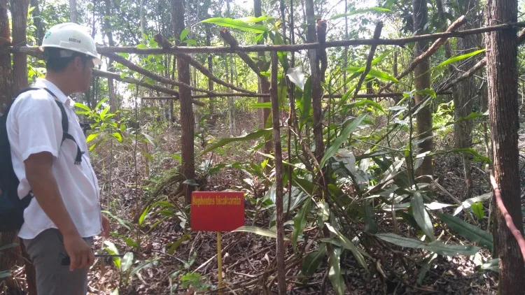 TATA KELOLA PERKEBUNAN SAWIT DI INDONESIA Studi kasus di Provinsi Riau dan Kalimantan Barat (Bagian II)
