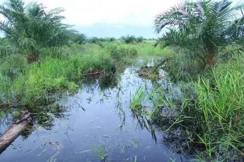 Data Kebun Perlu Dibenahi