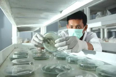 Aplikasi Teknologi Informasi Kendalikan Serangan Hama