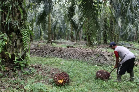 PALM OIL AS A SUPERIOR PLANT PRODUCING EDIBLE OIL