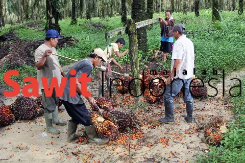 Godaan Harga Sawit Tinggi