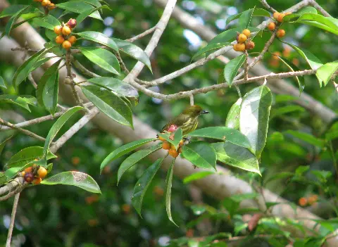 Wilmar Libatkan Stakeholder Kelola 20 Ribu Ha HCV Area