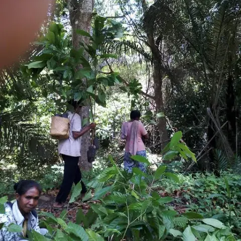 KLHK Alokasikan Rp 1,01 Triliun Bantu Masyarakat dan Petani Hutan Terdampak Covid-19