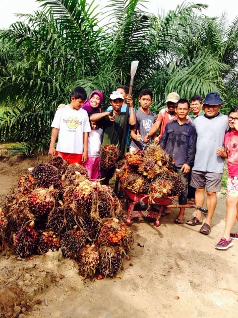 Petani Sawit Integrasi Sawit-Sapi, Solusi Jitu Petani Untung