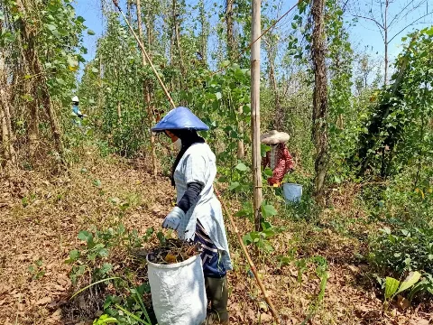 Agro Tunasunggul Konsisten Menjaga Kualitas Benih Kacangan