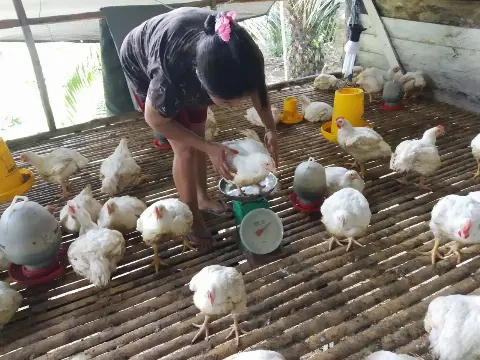 BGA Region Mentaya Berkolaborasi Dengan Masyarakat Untuk Budidaya Ayam Organik