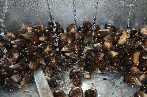 Binasawit Makmur Jamin Kualitas Benih PSR
