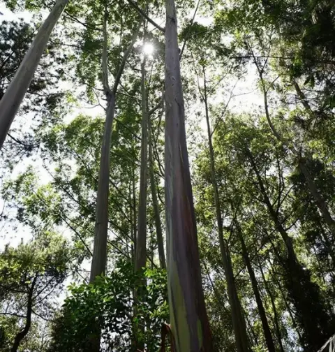 Inilah PP 26 Tahun 2020 tentang Rehabilitasi dan Reklamasi Hutan