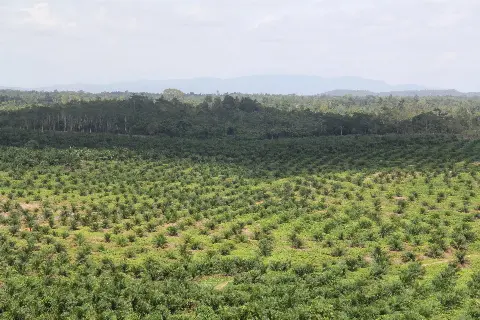 Perpres ISPO dan Nasib Petani Sawit