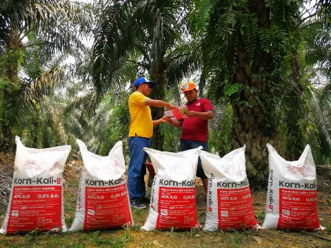Optimasi Kalium pada Tanaman Sawit