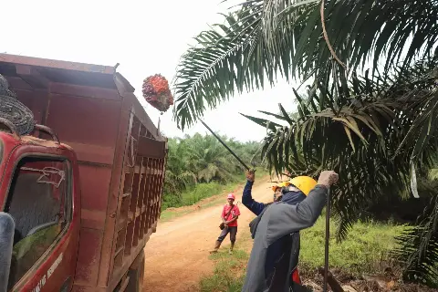 Norwegia Menyerang Omnibus Law Jokowi dan Danai Kampanye Anti Sawit. Benarkah ?
