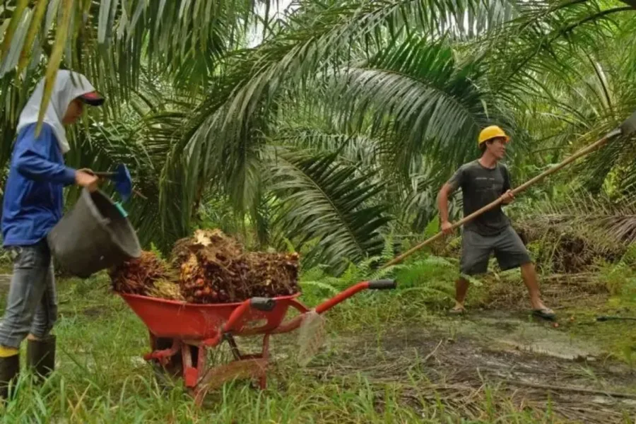 Harga TBS Sawit di Kaltim Berangsur Meningkat