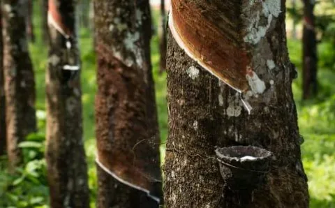 Alih Fungsi Lahan Perkebunan Karet di Riau Besar-besaran ke Komoditas Sawit