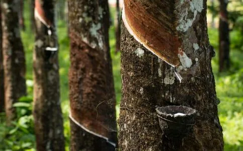 Alih Fungsi Lahan Perkebunan Karet di Riau Besar-besaran ke Komoditas Sawit
