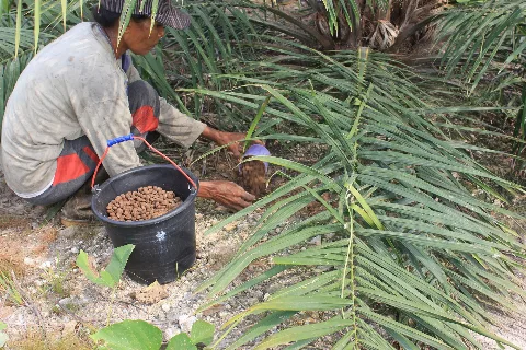 Menjaga Pupuk Subsidi Kala Pandemi