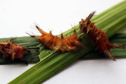 Pengendalian Ulat Pemakan Daun Sawit Dilakukan Terpadu