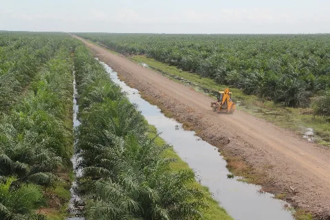 Industri Sawit di Bawah Tekanan Regulasi