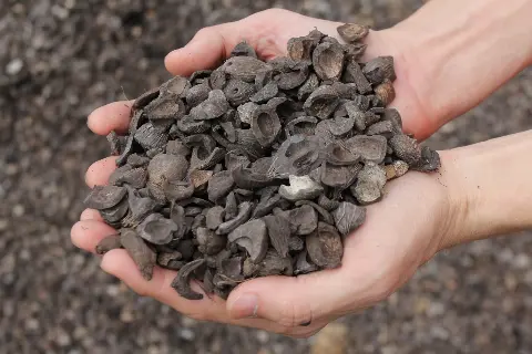 Dharma Satya Nusantara To Supply Palm Kernel Shell ForErex's Biomass-Based Power Plant