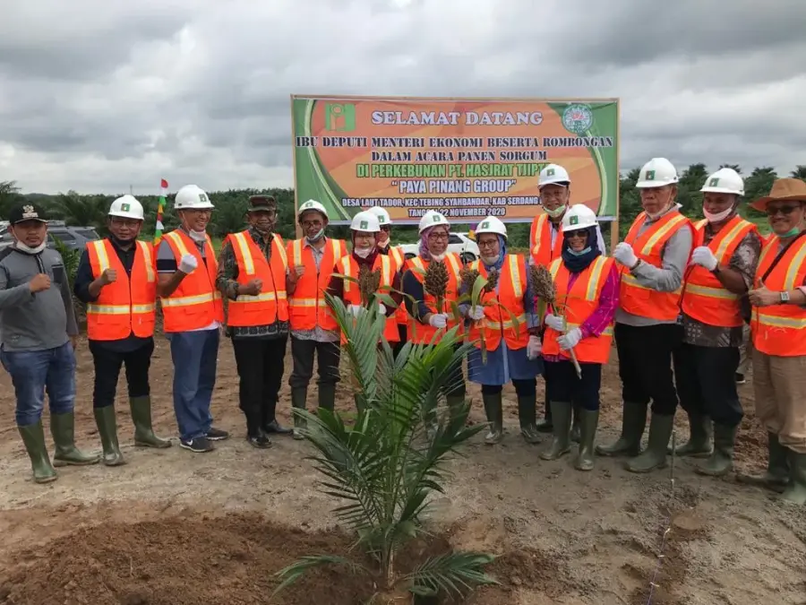 Belajar Dari Paya Pinang Group, Tumpang Sari Sorgum di Lahan PSR