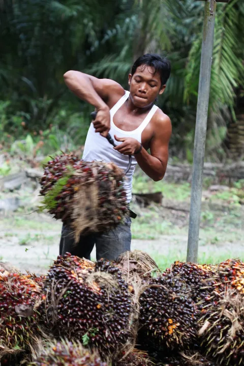 Kampanye Hitam Sawit Perlemah SDG’s Indonesia