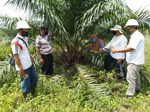 Koperasi Mitra BGA Panen Perdana PSR di Rokan Hulu