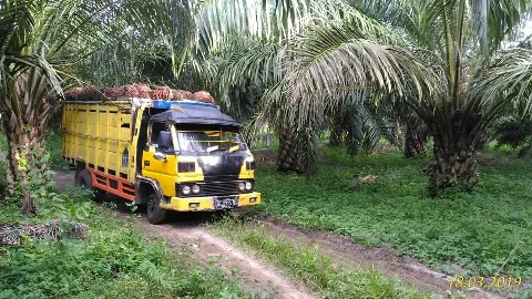 Kampung Mentan SYL Tempati Posisi Buncit Harga TBS Sawit se-Indonesia
