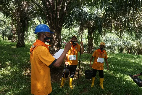 Pengembangan SDM Sawit Papua Perlu Ditingkatkan