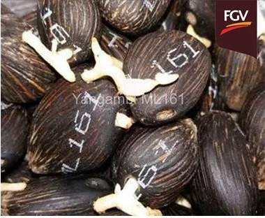 Benih Sawit Felda Yangambi Menjamin Investasi Demi Produksi Yang Berkelanjutan