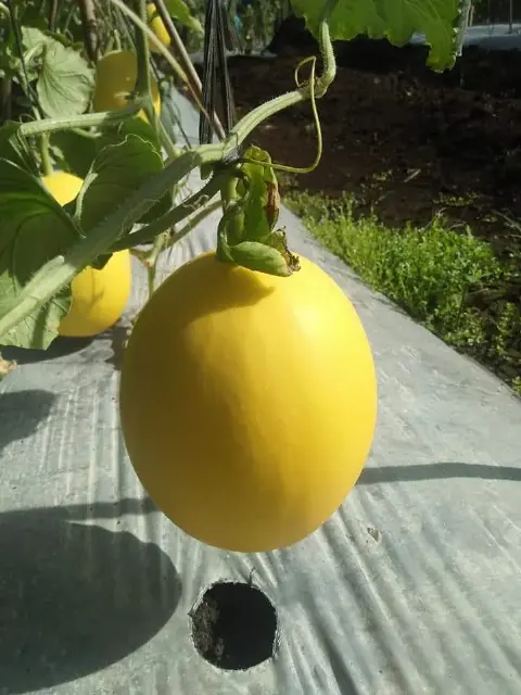 Replanting Kebun, Poktan Sido Mukti Tumpang Sari Cabe dan Melon