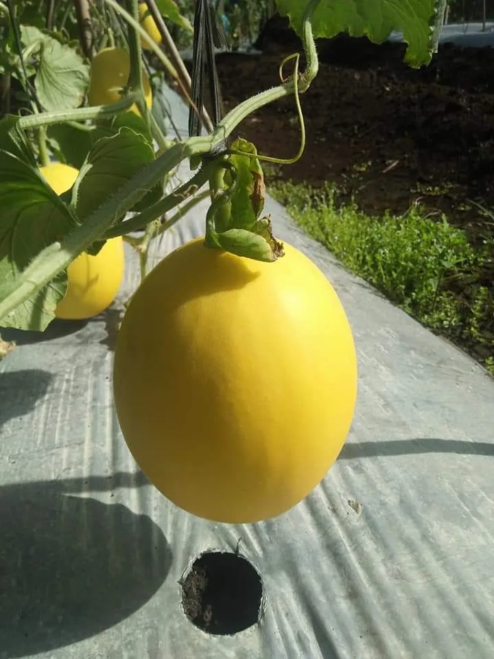 Replanting Kebun, Poktan Sido Mukti Tumpang Sari Cabe dan Melon
