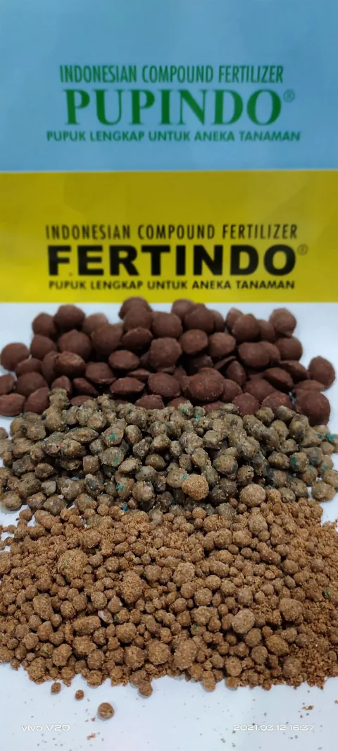 Perpaduan Pupuk Modern dan Sistem Manajemen Bagi Peningkatan Produktivitas Kebun Petani