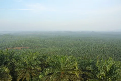 Peluang Besar Planters Berkarir di Sektor Perkebunan