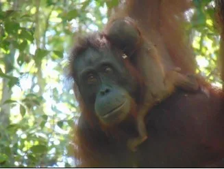 Suaka Margasatwa Lamandau Kembali Kabarkan Kelahiran Orangutan