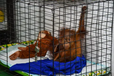 Menteri LHK Apresiasi Penyelamatan Orangutan Di Lampung Selatan
