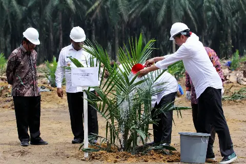President Jokowi Sets Direction for Palm Oil