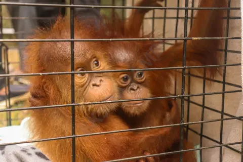 Translokasi Orangutan Sumatera Hasil Selundupan Di Pelabuhan Bakauheni Ke Jambi