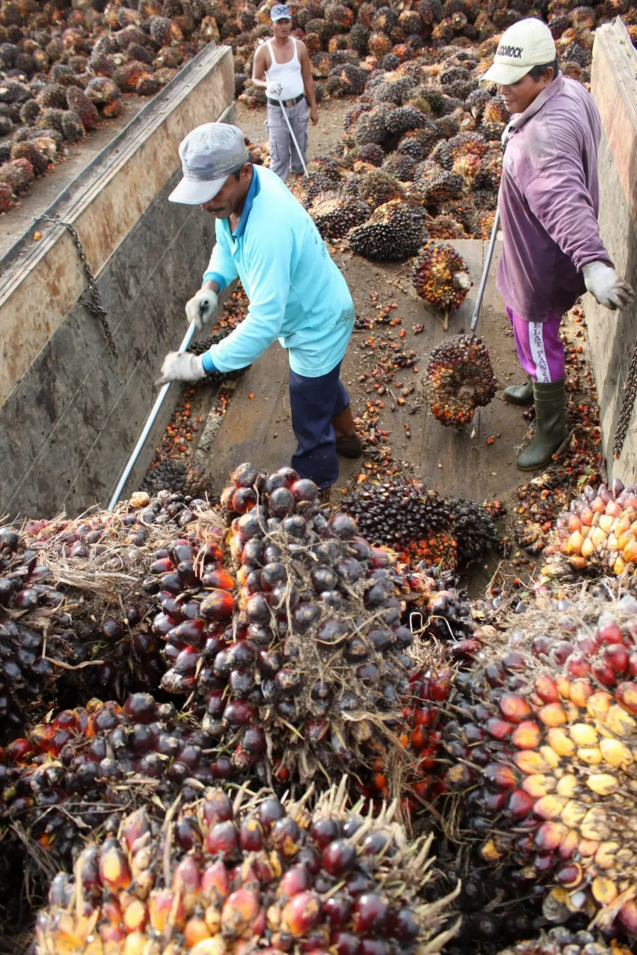 Faktor Cuaca Dorong Meroketnya Harga Sawit