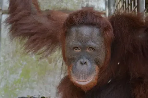 Tujuh Individu Orangutan Hasil Rehabilitasi Kembali Ke Alam Taman Nasional Bukit Baka Bukit Raya