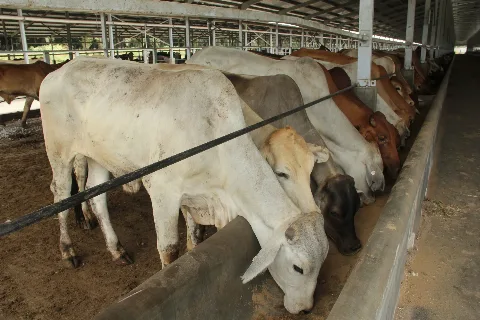 Mutiara Terpendam Bungkil Sawit
