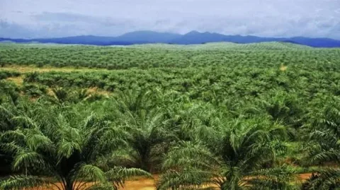 Produktivitas PTPN V Semakin Kokoh