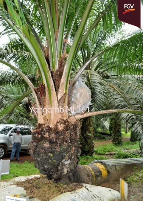 Benih Sawit Felda Yangambi Menjamin Investasi Demi Produksi Yang Berkelanjutan