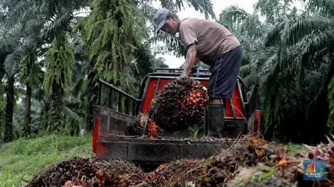 Periode November 2021: Harga Referensi Naik, BK CPO USD 200/MT dan Biji Kakao Tetap 5 Persen