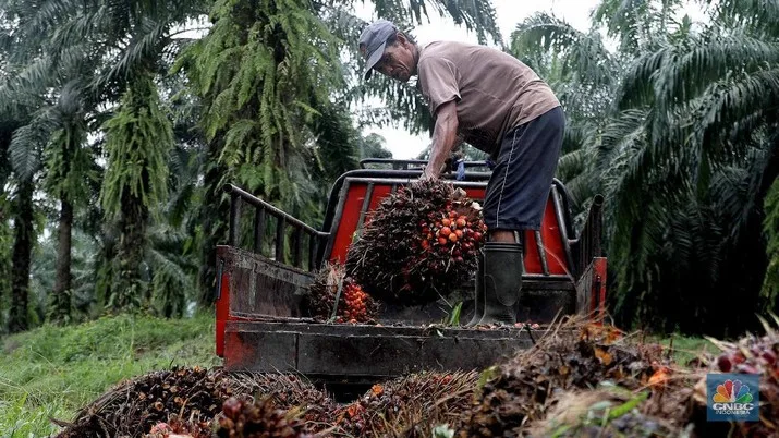 Hati-hati, Harga CPO Bisa Rontok ke Bawah MYR 4.000/Ton!