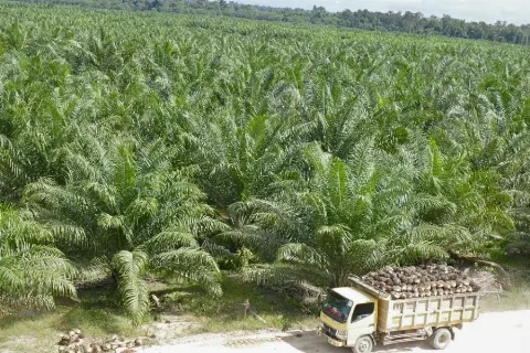 Harga Referensi CPO Periode Agustus 2026 Sebesar USD996,52 per Metrik Ton