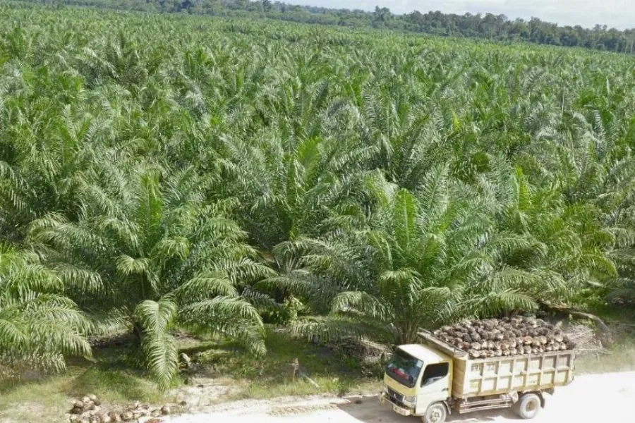 Pentingnya Riset di Industri Kelapa Sawit Indonesia